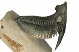 Flying Zlichovaspis Trilobite - Atchana, Morocco #334937-5